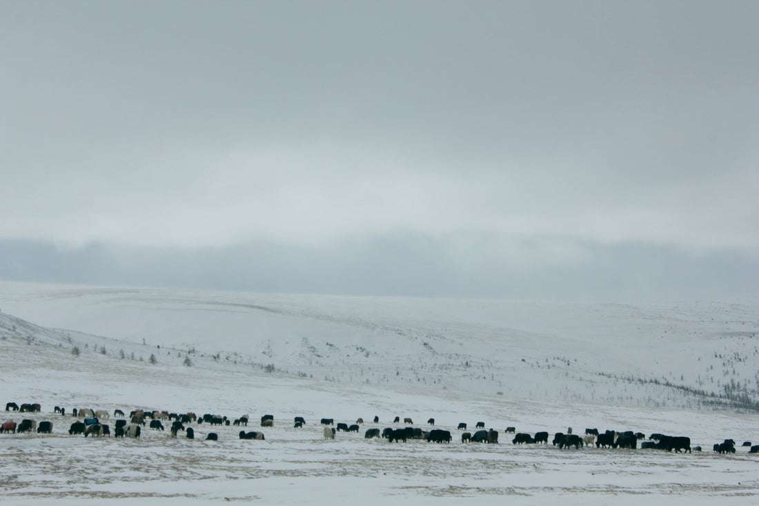 SARLAG IN WESTERN MONGOLIA