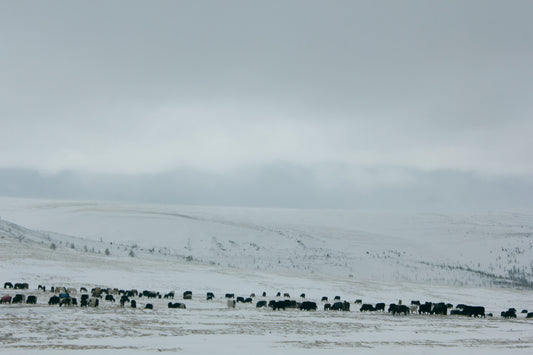 SARLAG IN WESTERN MONGOLIA